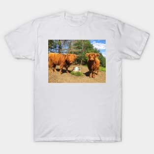 Scottish Highland Cattle Calves 2049 T-Shirt